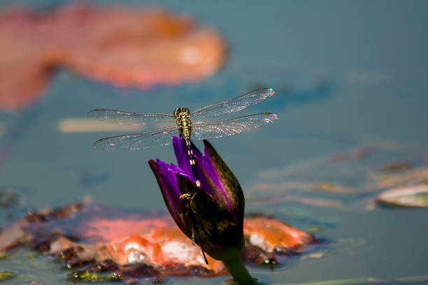 istock Dragonfly on the purple lotus flower 1125038710