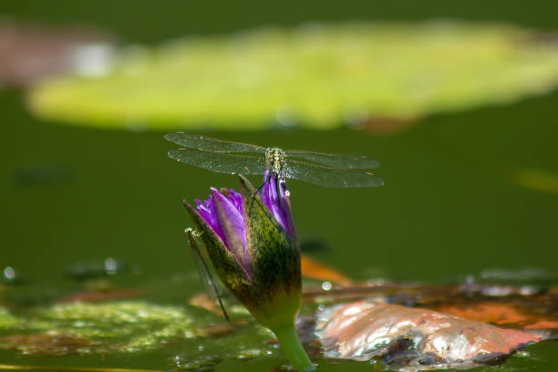 istock Dragonfly on the purple lotus flower 1125038737