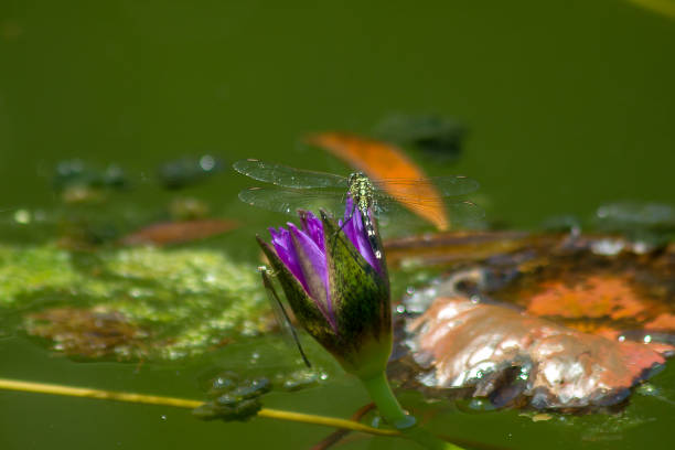 istock Dragonfly on the purple lotus flower 1125038751