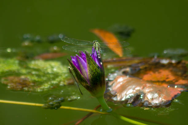 istock Dragonfly on the purple lotus flower 1125038787