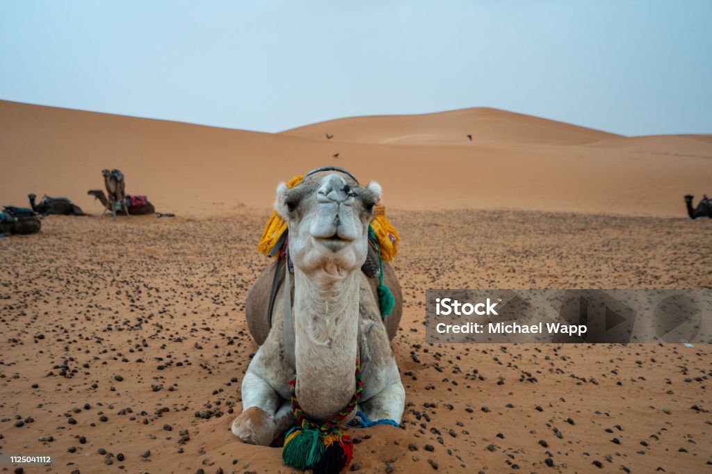 In the Sarah of Morocco, Camels are used as transportation devices Travelling Morocco Africa Stock Photo