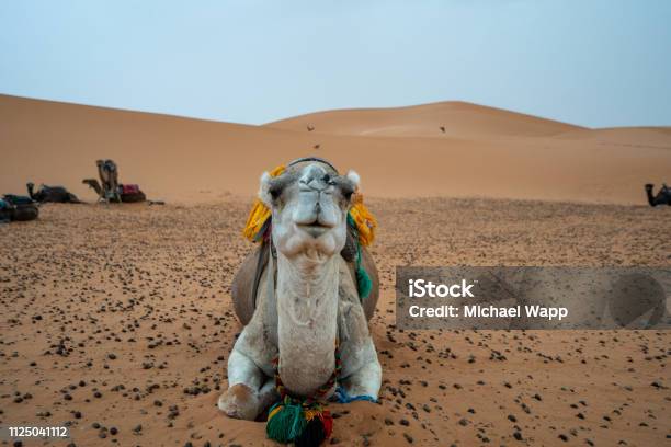 In The Sarah Of Morocco Camels Are Used As Transportation Devices Stock Photo - Download Image Now