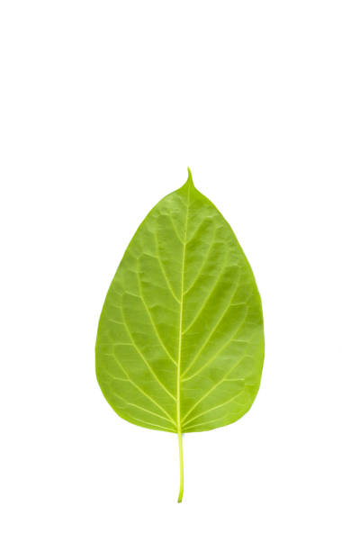 istock Leaf Gymnema sylvestre Close up 1125041343