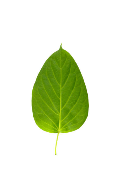 istock Leaf Gymnema sylvestre Close up 1125041352