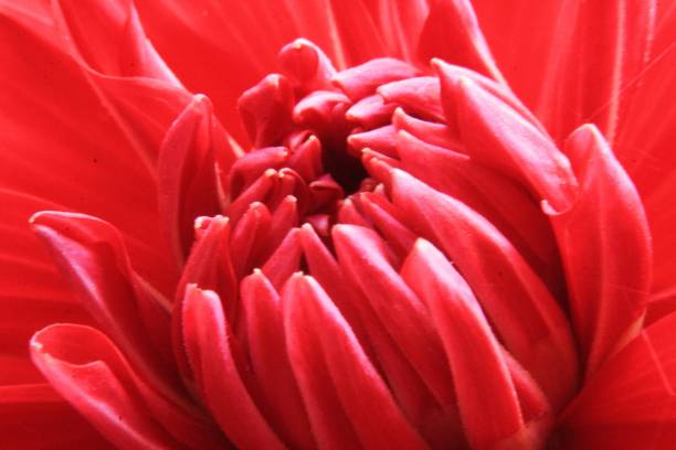 istock Macro view of an flower dahlia 1125044733