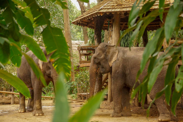 istock Village on the river Kwai 1125044736