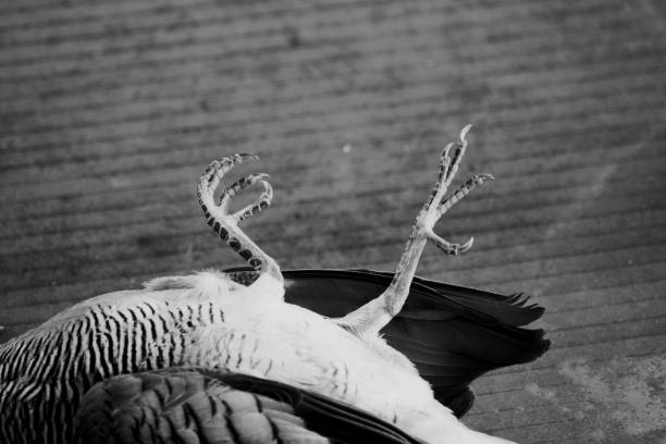 b&w paloma de pierna muerte muerto - accident animal bird animal body fotografías e imágenes de stock