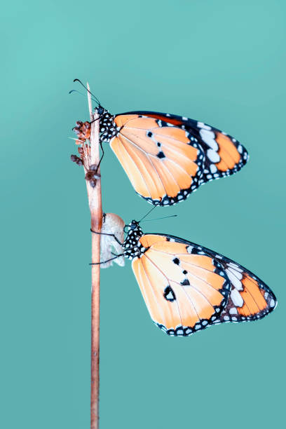 istock Amazing moment ,Monarch butterfly emerging from its chrysalis 1125045525