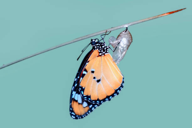 素晴らしい瞬間、その蛹から出てくるモナーク蝶 - butterfly swallowtail butterfly caterpillar black ストックフォトと画像