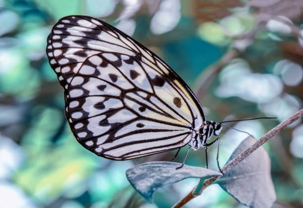 istock Closeup   beautiful butterfly sitting on flower 1125046640