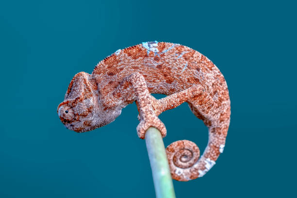 istock Beautiful green chameleon - Stock Image 1125046715