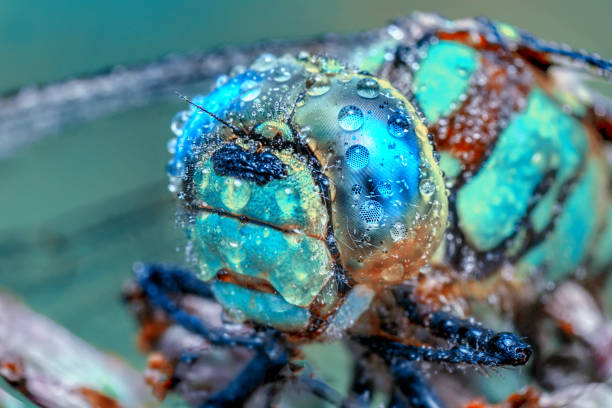istock Beautiful dragonfly sitting on flower 1125047226