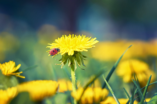 Spring flower natural image with yellow dandelions and a small ladybug in the sunlight, insect, artistic image, soft focus
