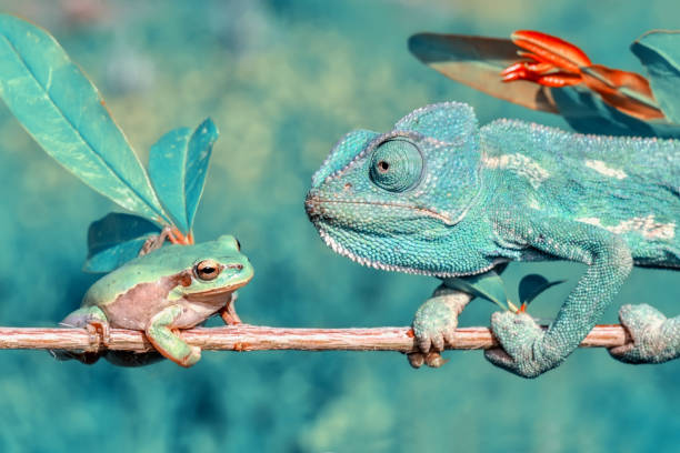 istock Beautiful green chameleon - Stock Image 1125049217