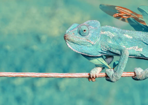 istock Beautiful green chameleon - Stock Image 1125052419