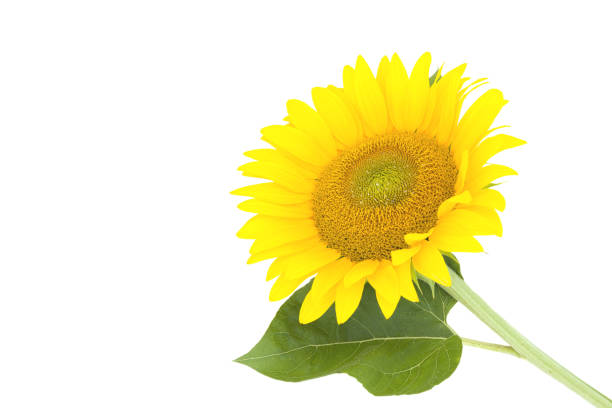 istock Sunflower isolated on white background with space for your text 1125052820
