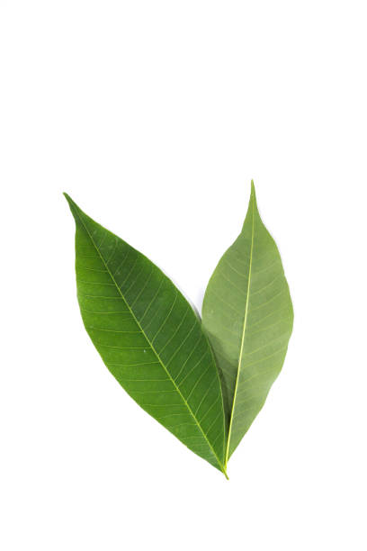 istock Leaf Hevea brasiliensis Close up 1125053183