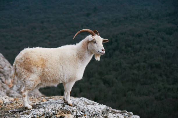istock white mountain wild goat stands at rock at forest background. 1125053477