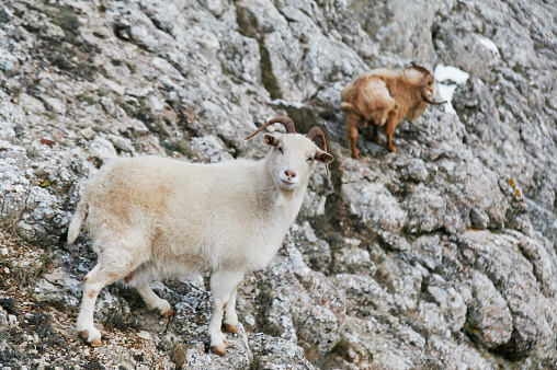 two wild mountain goats at climbing at grey rock.