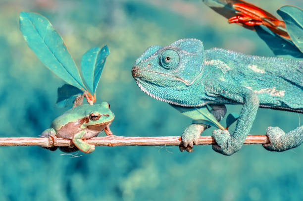 istock Beautiful green chameleon - Stock Image 1125053589