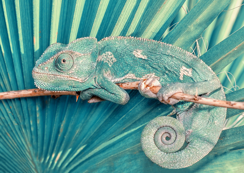 Blue Furcifer pardalis Panther chameleon among green branches and leaves - extreme close-up