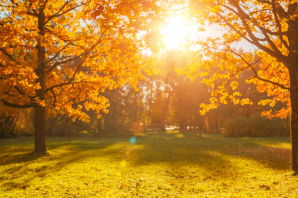 Fall, autumn, leaves background. A tree branch with autumn leaves of a maple on a blurred background. Landscape in autumn seasonFall, autumn, leaves background. A tree branch with autumn leaves of a maple on a blurred background. Landscape in autumn season