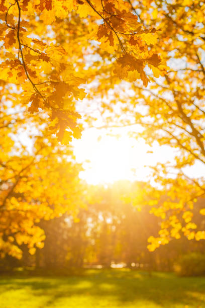 istock Fall, autumn, leaves background. A tree branch with autumn leaves of a maple on a blurred background. Landscape in autumn season 1125054230