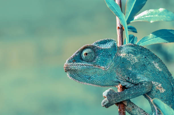 istock Beautiful green chameleon - Stock Image 1125054562