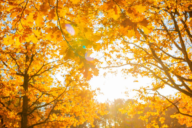 Fall, autumn, leaves background. A tree branch with autumn leaves of a maple on a blurred background. Landscape in autumn seasonFall, autumn, leaves background. A tree branch with autumn leaves of a maple on a blurred background. Landscape in autumn season