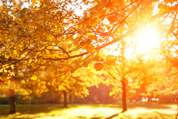 istock Fall, autumn, leaves background. A tree branch with autumn leaves of a maple on a blurred background. Landscape in autumn season 1125054844