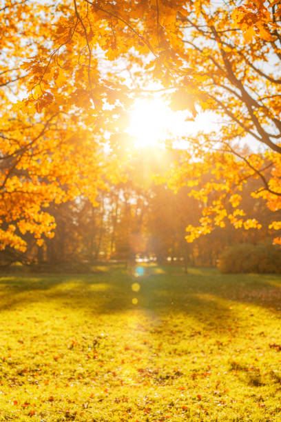 istock Fall, autumn, leaves background. A tree branch with autumn leaves of a maple on a blurred background. Landscape in autumn season 1125054908