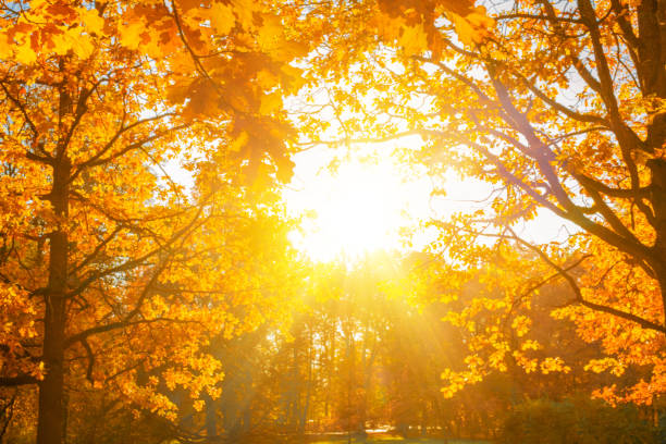 istock Fall, autumn, leaves background. A tree branch with autumn leaves of a maple on a blurred background. Landscape in autumn season 1125055006