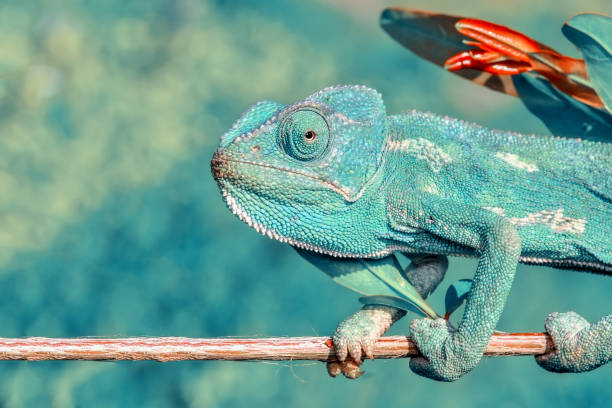 istock Beautiful green chameleon - Stock Image 1125055104