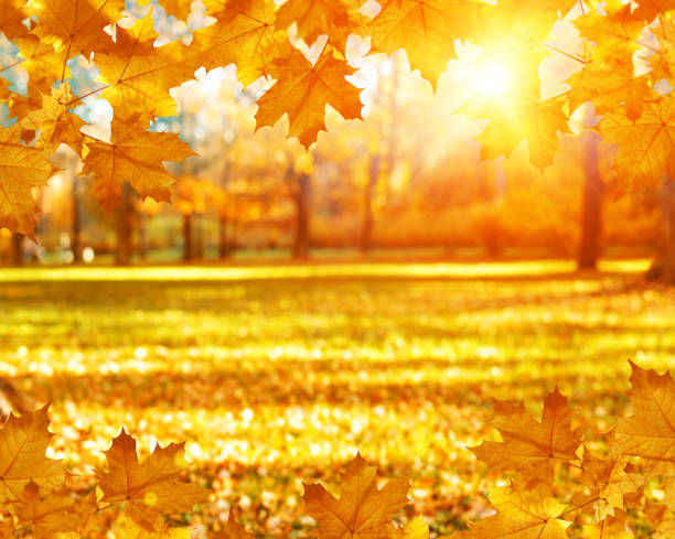 istock Fall, autumn, leaves background. A tree branch with autumn leaves of a maple on a blurred background. Landscape in autumn season 1125055247