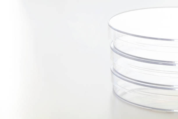 istock Close up Empty Petri Dishes on White Background 1125055496