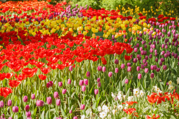 istock Field of tulips flowers. 1125057262
