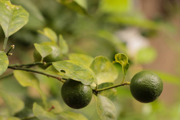 istock Green Kumquats at garden 1125057318