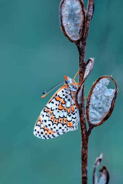 istock Closeup   beautiful butterfly sitting on flower 1125057500