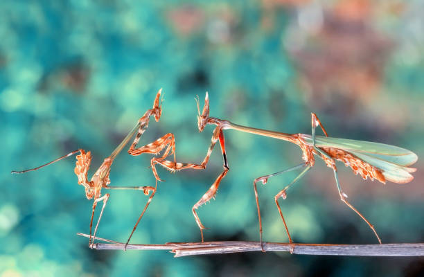 istock Beautiful mantis  sitting on flower 1125059577