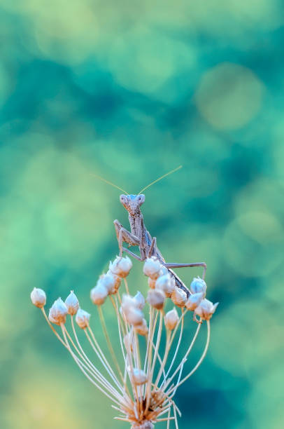 istock Beautiful mantis  sitting on flower 1125059897