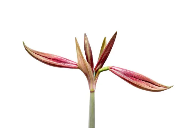 Beautiful buds of the burgeoning bulbous plant Hippeastrum. Red buds on a white background. Isolated hippeastrum inflorescence.