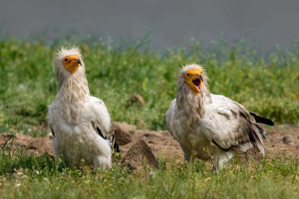 The Egyptian Vulture The Egyptian Vulture is a globally endangered species included in the IUCN Red List as endangered. The global population of the species is estimated to be between 21 000 – 67 000 eurasian buzzard photos stock pictures, royalty-free photos & images