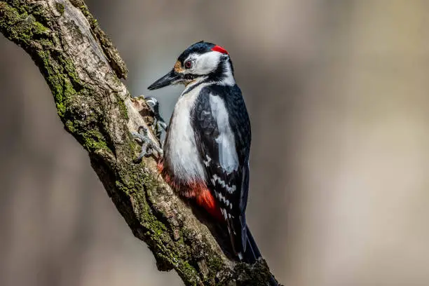The big spotted woodpecker is as big as a skewer. There is a colorful plumage. On the top side, the body is black with a bluish shine.