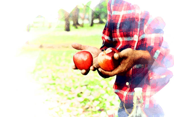 Close-up holding red apple fruit in apple garden.