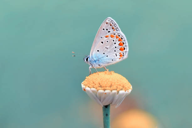 istock Closeup   beautiful butterfly sitting on flower 1125061134