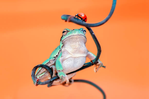 istock Beautiful Europaean Tree frog 1125061965