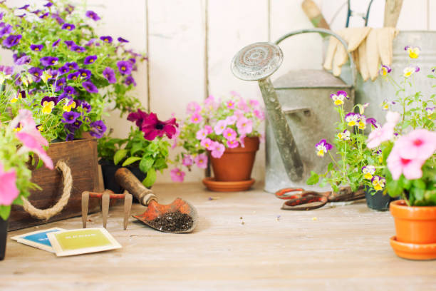istock Spring flower gardening with vintage gardening tools 1125064440
