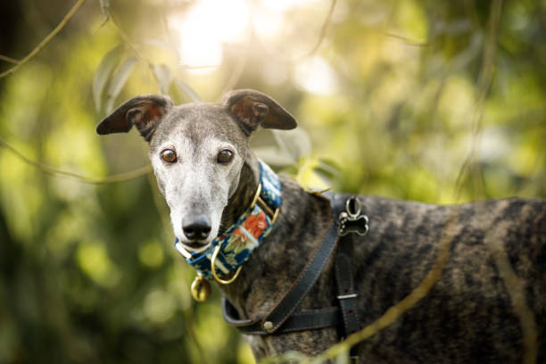 istock A greyhound dog on nature 1125068779
