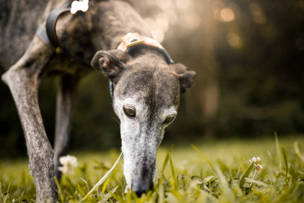istock A greyhound dog on nature 1125068844
