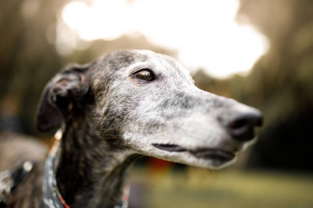 istock A greyhound dog close up portrait 1125068847